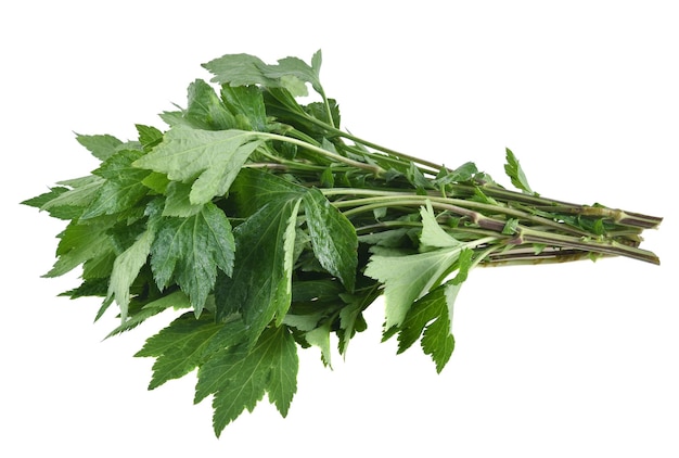 Mugwort isolated on white background