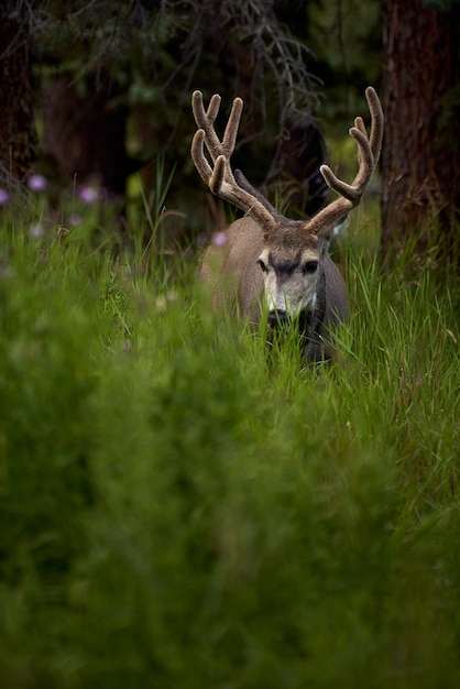 Muildierhert bok in Rocky Mountains Canada