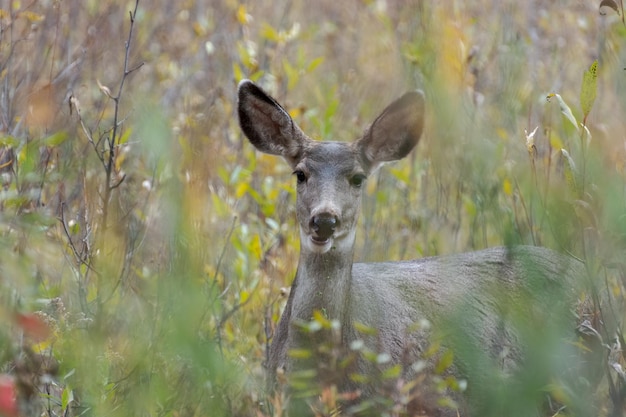 Muildierhert Odocoileus hemionus in de borstel in Wyoming