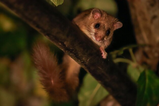 Foto muis eekhoorn met lange bruine staart op een tak 's nachts