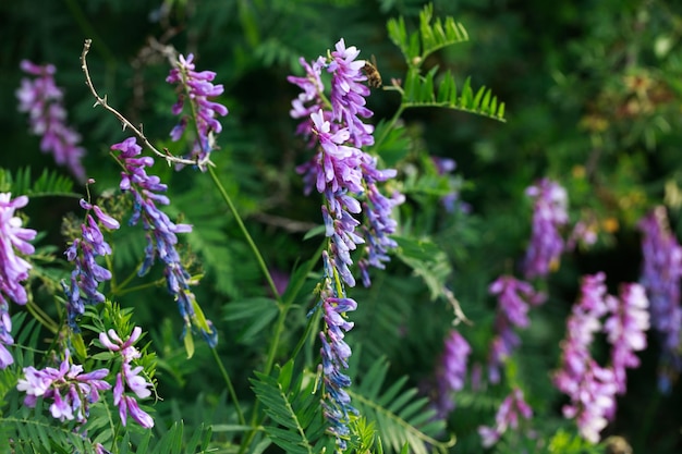 Muis erwt Vicia cracca Waardevolle honingplant voeder en geneeskrachtige plant