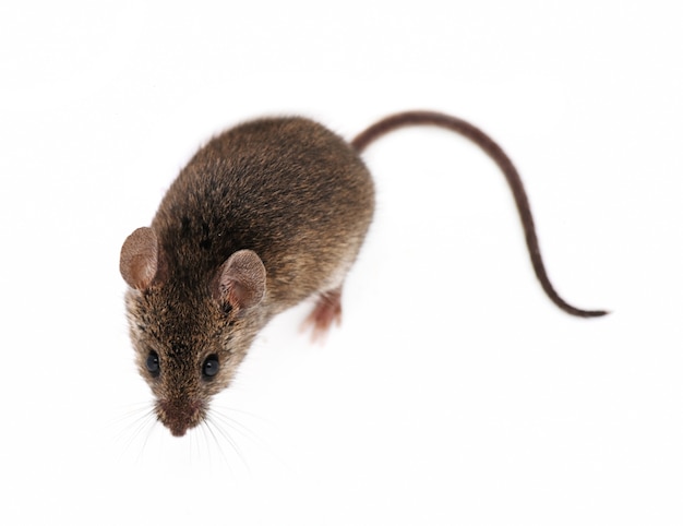 Muis geïsoleerd op witte achtergrond