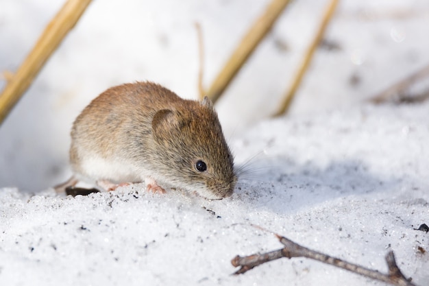 Foto muis in de sneeuw