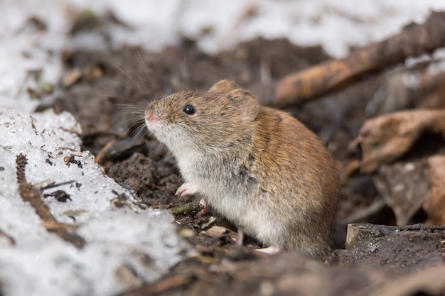 Muis in de sneeuw