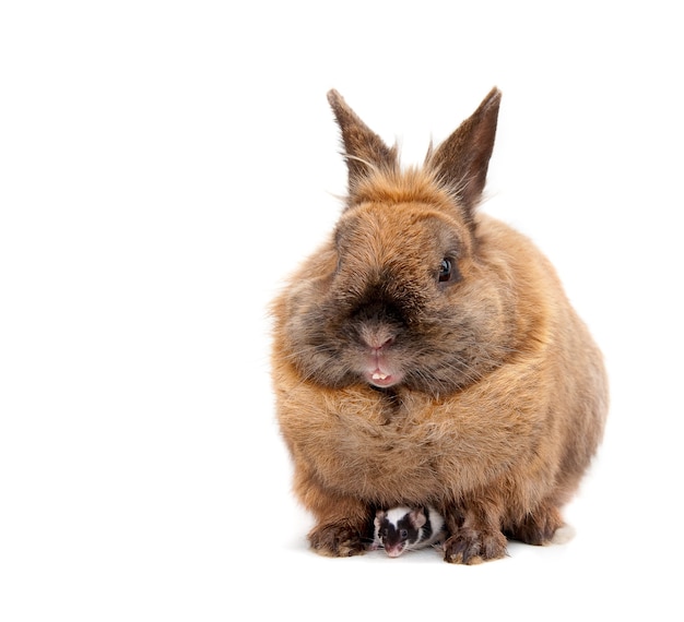 Foto muis verstopt onder een bruin konijn. geïsoleerd op wit.