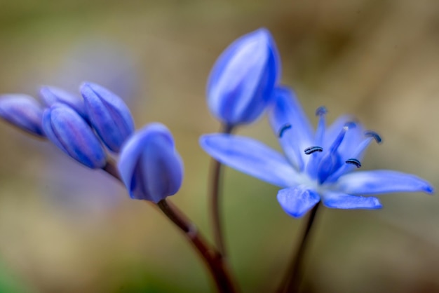 Foto muishyacint bloeit op een weiland