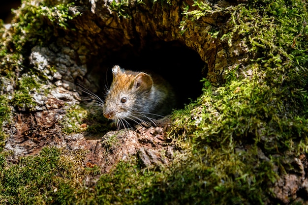 Muismuismuis Myodes glareolus kijkt uit holle boom op een zonnige dag