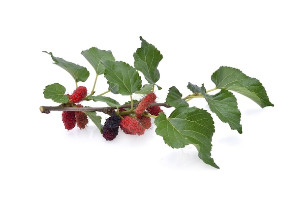 Mulberries fruit and mulberry leaf on white background healthy mulberry fruit food isolated