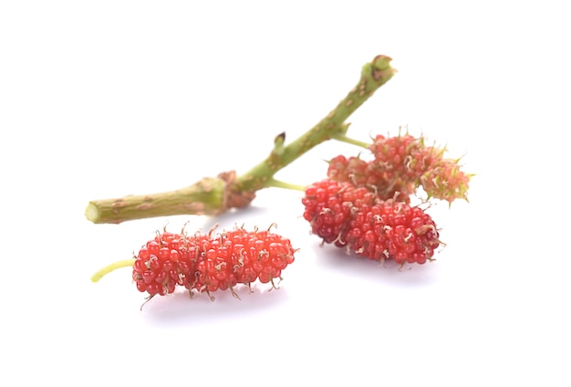 Photo mulberry berry isolated macro