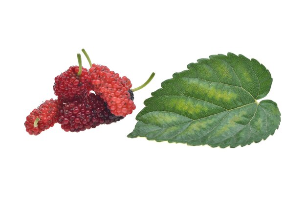 Mulberry berry with leaf on white background