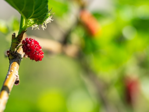 Mulberry fruit amazing