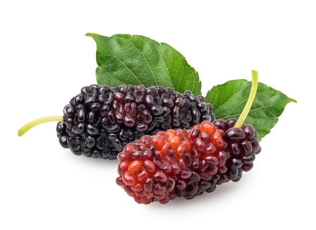 mulberry fruit isolated on white background