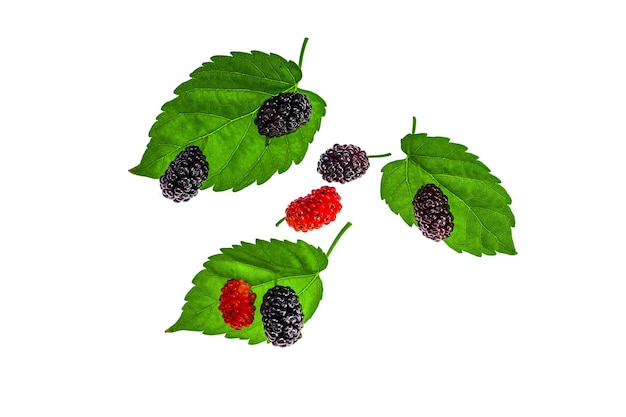 Photo mulberry fruit on a white background