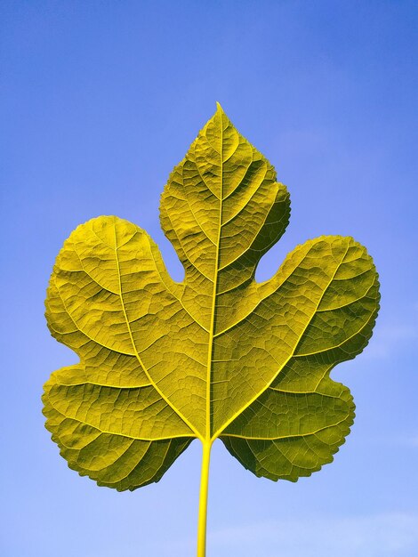 Mulberry green leaf on blue background