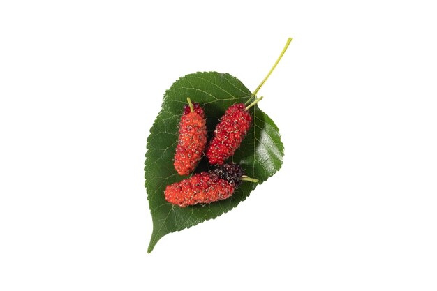 Mulberry in geïsoleerd met uitknippad