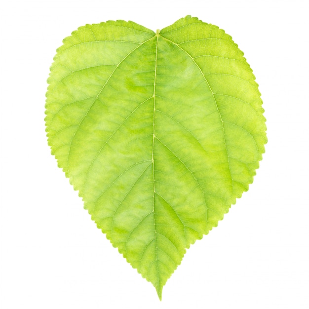 Mulberry leaf isolated on white background