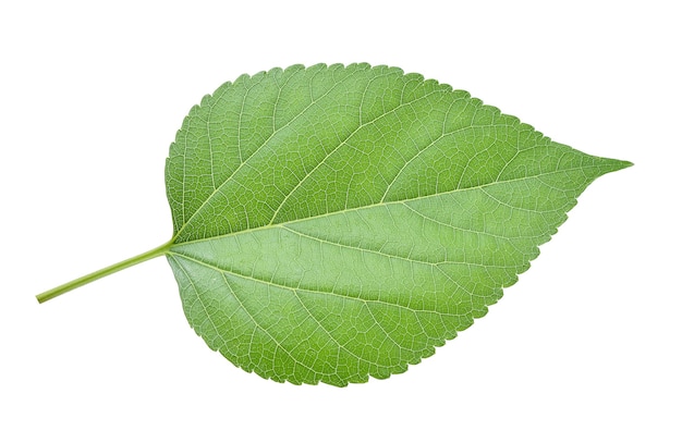 Mulberry leaves isolated on white background