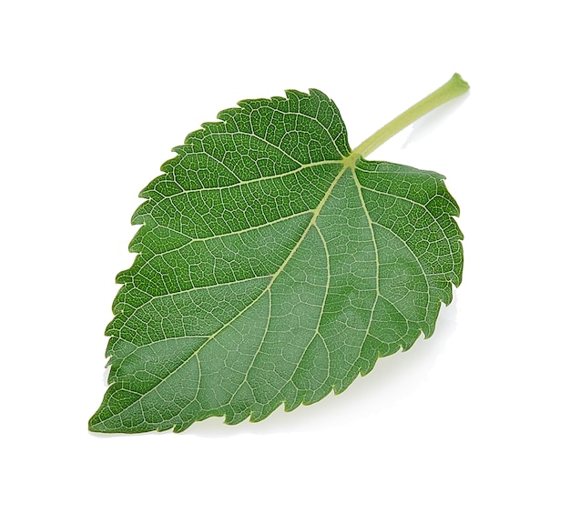 Mulberry leaves isolated on white