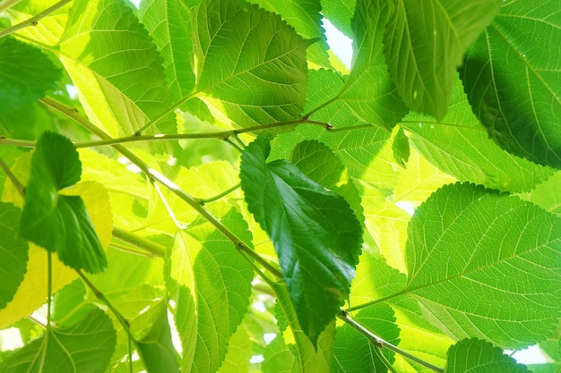 Mulberry Leaves or Morus Branch on Tree