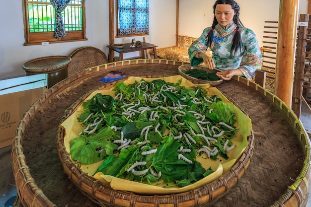 Mulberry leaves and silkworms