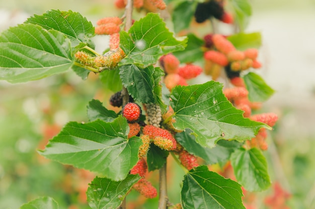 Mulberry natuurlijk fruit