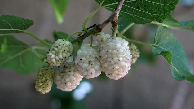 写真 桑の木 新鮮な白い桑 木の中に大量の桑の実