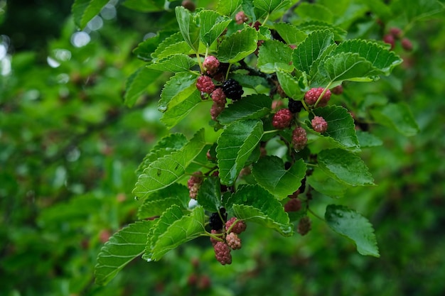 mulberry tree with red ripe berries and raindrops on leaves