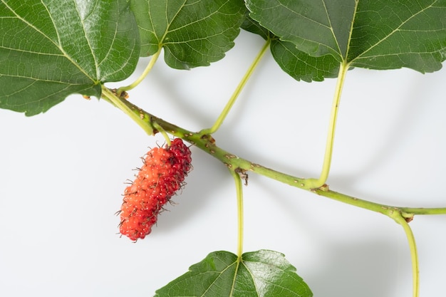 Mulberry on white background mulberry thailand