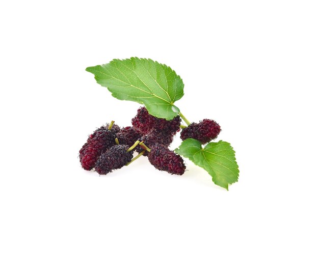 Mulberry with leaf Isolated on white