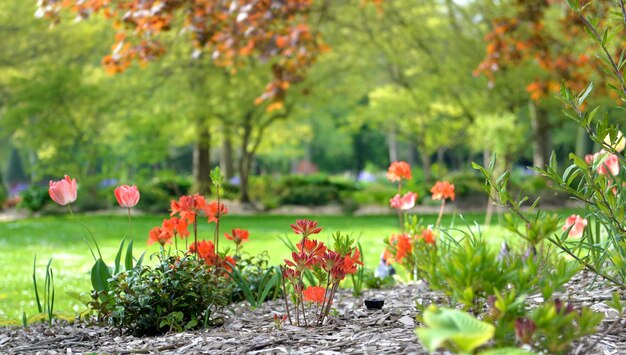 公共の公園のマルチされた花床と上の木の葉っぱ