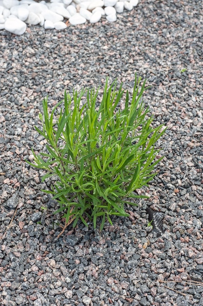 Photo mulching flower beds with marble stone stone chips for landscaping