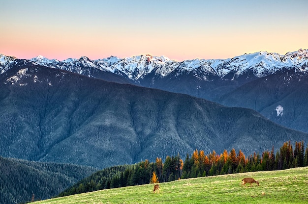 A mule deer grazing on the meadow in the Hurricane Ridge, Olympic National Park, Washington, USA