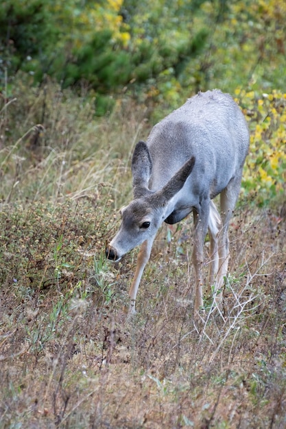 Monatana의 관목 지대에서 경계하는 노새 사슴 Odocoileus hemionus