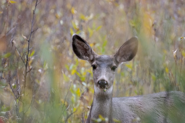 Mule deer odocoileus hemionus nella boscaglia nel wyoming