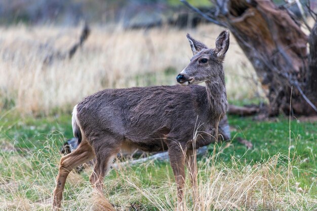 Photo mule deer in utah