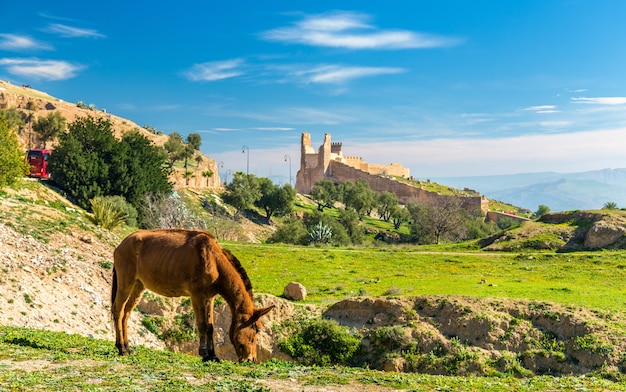 Mule on a pasture in Fes - Morocco