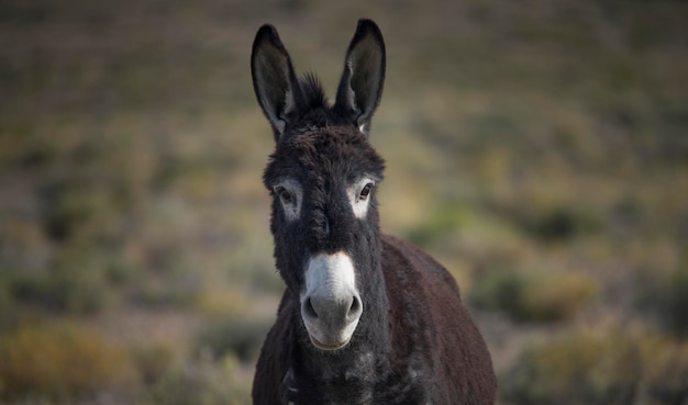 Photo mule wandering by the road from tonopah to silver peak nv