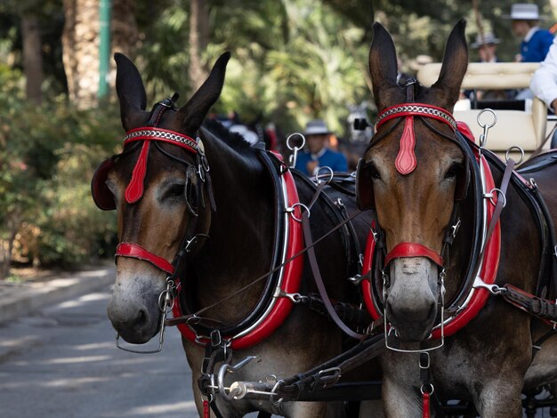 Photo mule with saddlery details for carriage mule at the malaga fair