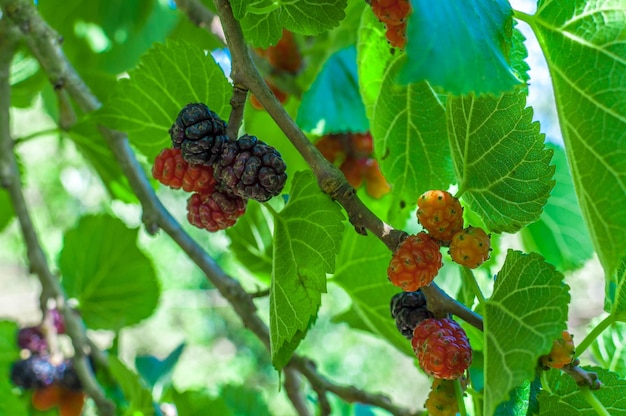 Mullberries on the tree