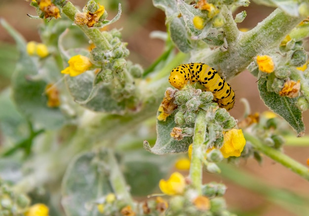 Mullein moth caterpillar