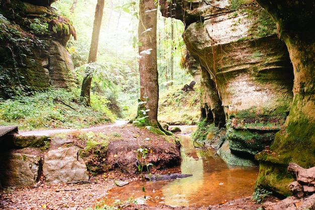 Mullerthal-pad in Luxemburg tussen Echternach en Berdorf, wandelen door een bos