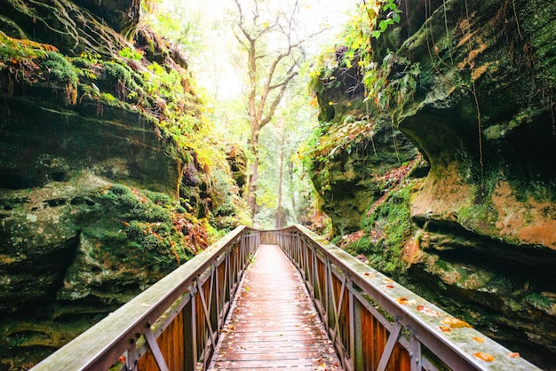 Mullerthal trail in Luxemburg tussen Echternach en Berdorfwandelen door een bos met zandsteen