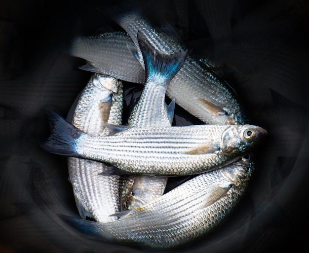 Mullet fishes in the black bucket.