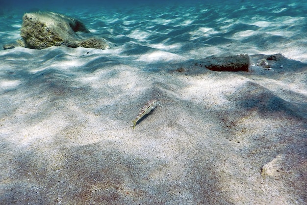 Mullus surmuletus、水中を泳ぐ縞模様の赤いボラ