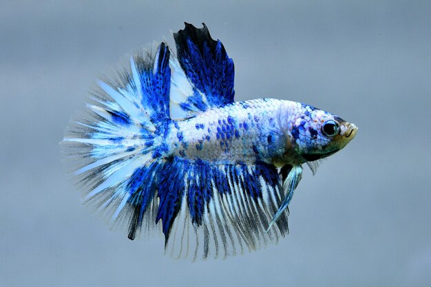 Photo multi color betta fish halfmoon from thailand or siamese fighting fish isolated in grey background