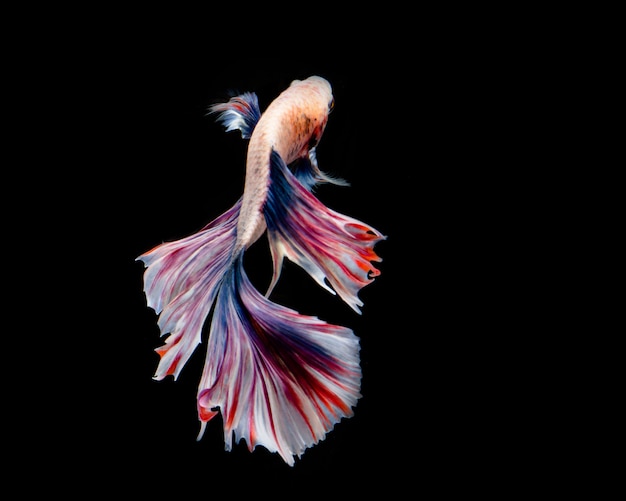 Foto pesce betta multicolore, pesce combattente siamese su sfondo nero