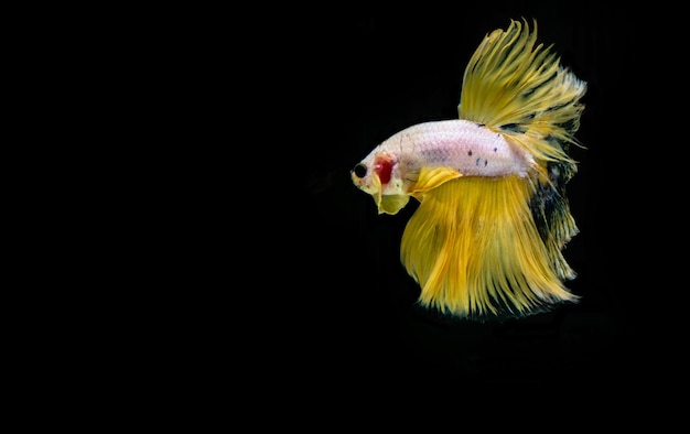 Multi color fighting fish isolated on black background.