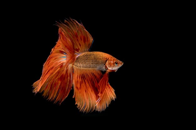 Multi color fighting fish