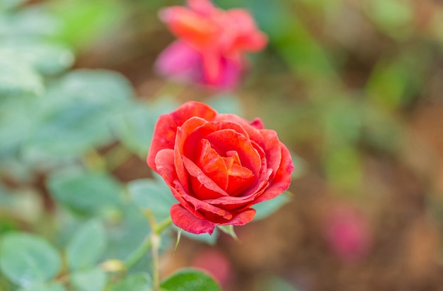 Multi color roses in the small garden 