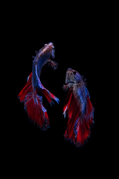 Photo multi color siamese beta fighting fish on black background